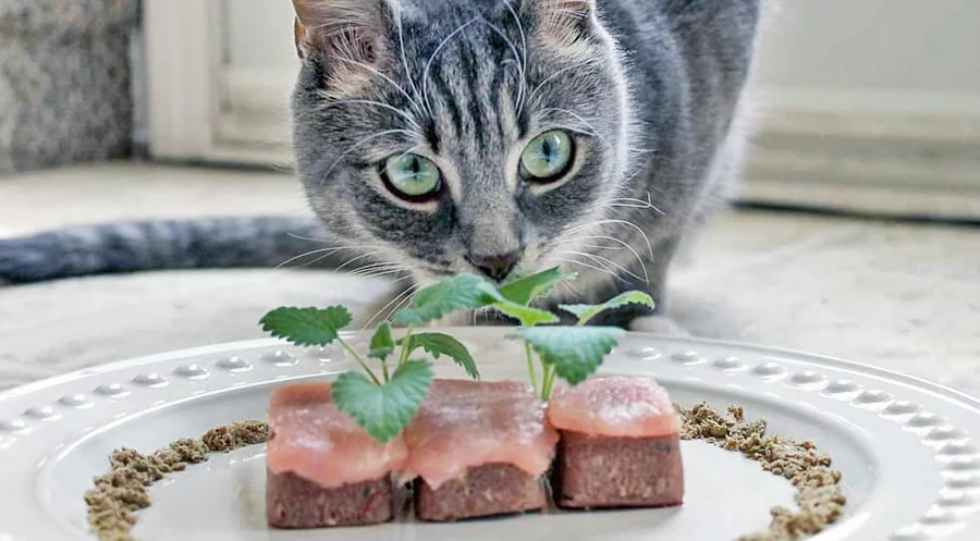 Why Protein is Vital for Catss