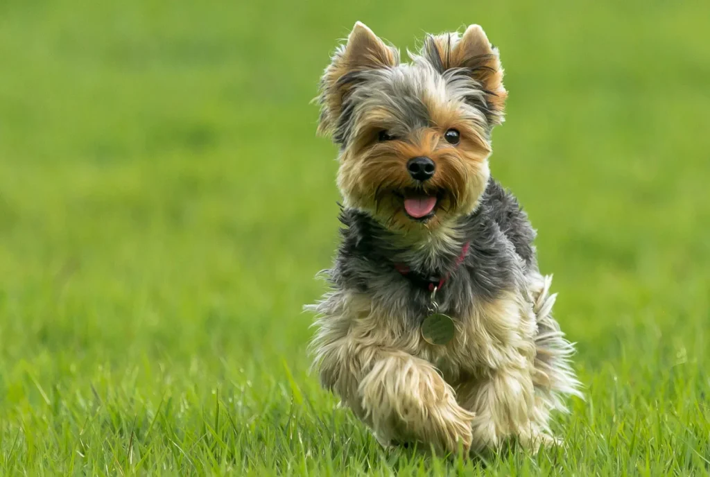 Yorkshire Terrier