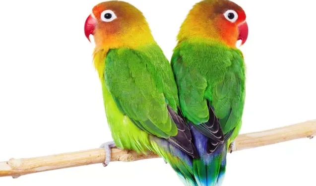 Lovebirds: Affectionate and Clever