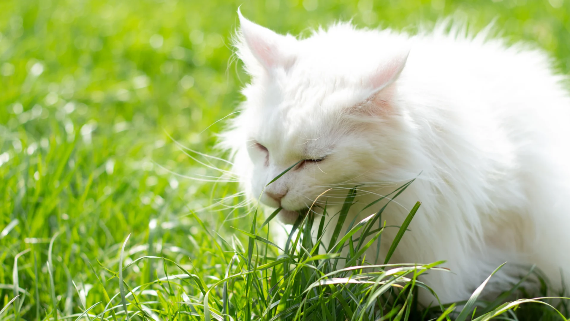 Stop Your Kitty from Munching on Dirt Now