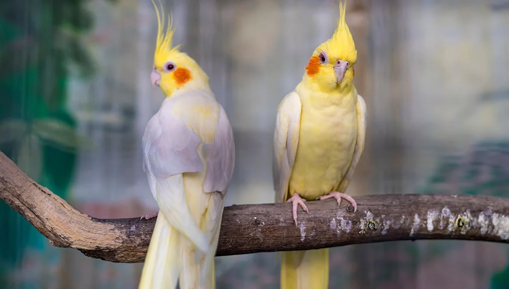 love Cockatiel Breeding Tips