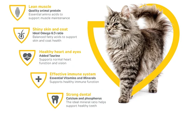 Essential Vitamins and Minerals for Cats